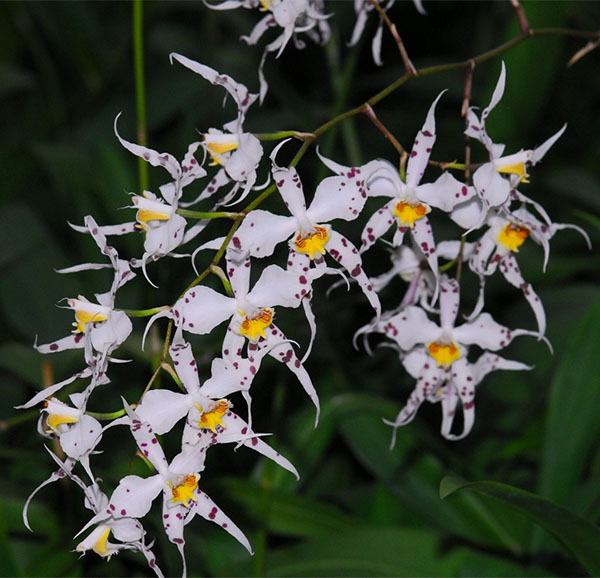 Oncidium cirrhosum