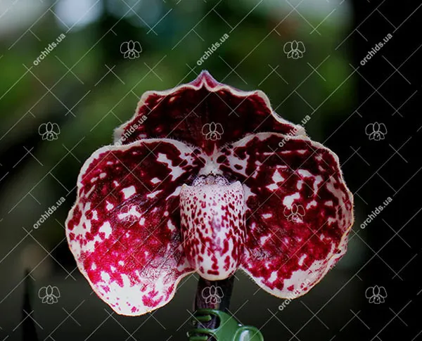 Paphiopedilum leucochilum dark