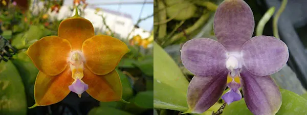 Phalaenopsis LD's Bear King x LD Purple 3S