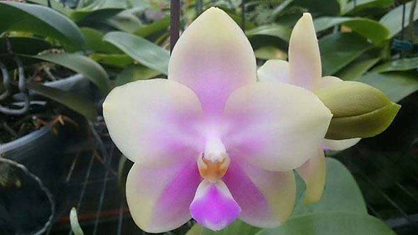 Phalaenopsis CTL Christopher 'Mituo #1'