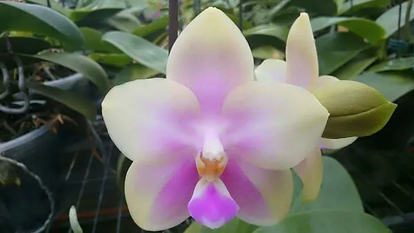 Phalaenopsis CTL Christopher 'Mituo #1'
