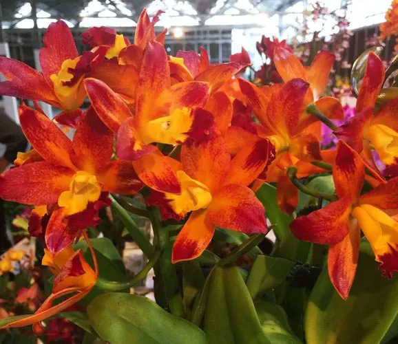 Rhynchocattleya Varut Startrack 'Golden Tiger'