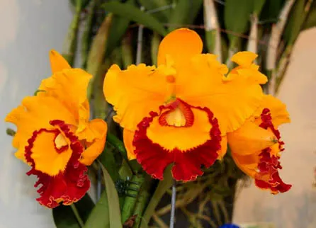 Rhyncholaeliocattleya Chief Sunlight 'Yellow Ruby'