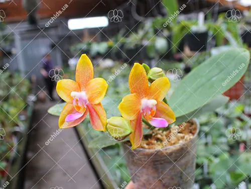 Phalaenopsis Miro Sun Beauty 'Goose Yellow'