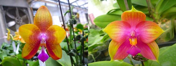 Phalaenopsis LD's Bear King 'YK-14' x Miro Super Star