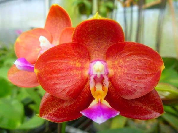 Phalaenopsis Mituo Champion King 'Yellow Star'