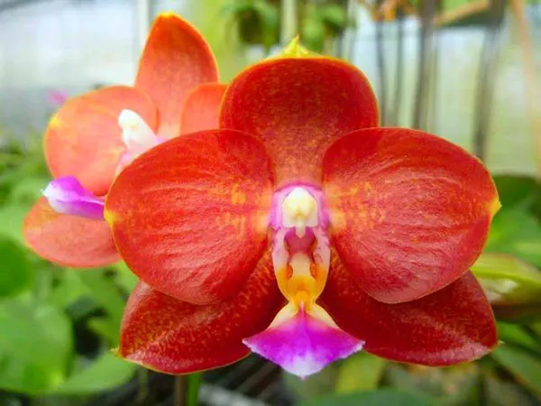 Phalaenopsis Mituo Champion King 'Yellow Star'