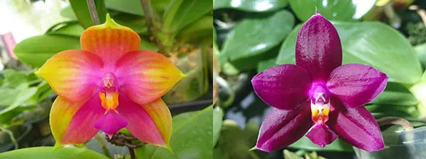 Phalaenopsis Miro Super Star 'Rainbow' x  Mituo Prima 'Mituo #1'