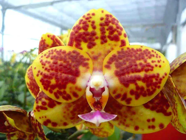 Phalaenopsis Mituo Golden Jewel 'Point'