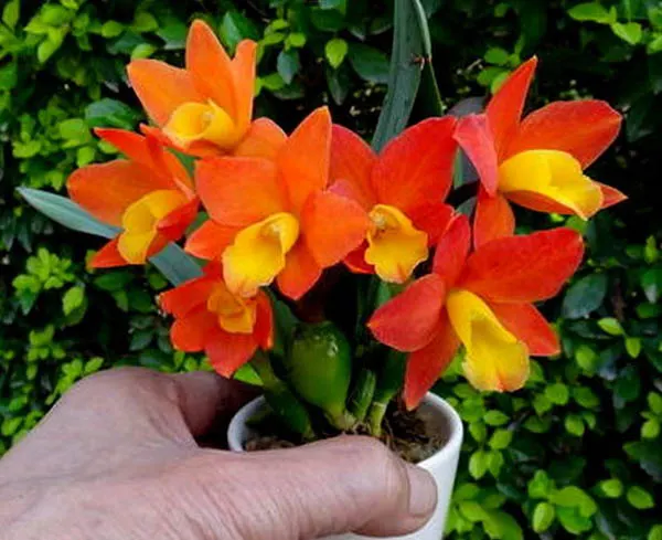 Potinara Chian-Tzy Goldenorange 'Golden Boy'