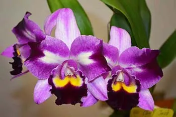 Rhyncholaeliocattleya Chief Buterfly