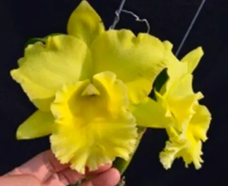 Rhyncholaeliocattleya Tapestry Peak x Ports Of Paradise 'Big Green'