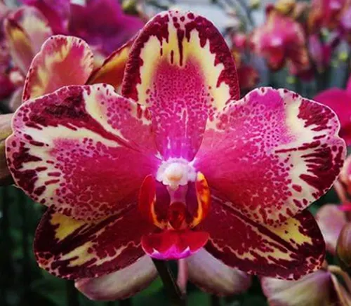 Phalaenopsis I Hsin The Big Bang