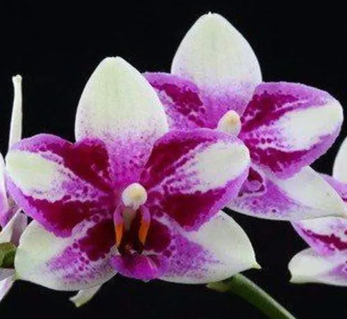 Phalaenopsis Jiaho Summer Love