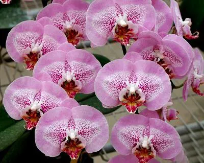 Phalaenopsis Leopard Prince