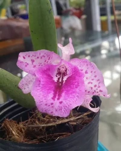 Cattleya Batemannia x Brassavola nodosa