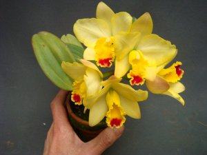 (Sophrocattleya Beaufort x Laeliocattleya Orglade’s Glow) 'Kewpie'