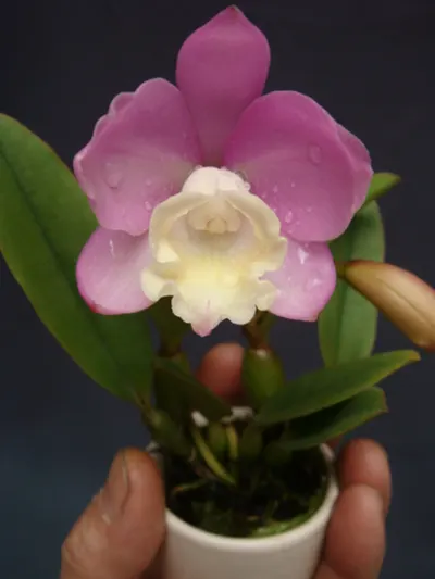 Cattlianthe Chian-Tzy Angel Land 'CT-Mesha'