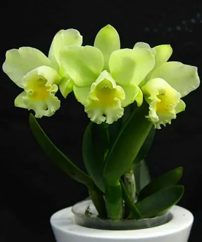 Cattleya Chief Waikiki Green