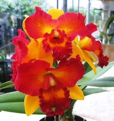 Potinara Shinfong Little Love x  Blc. Tzeng-Wen Beauty