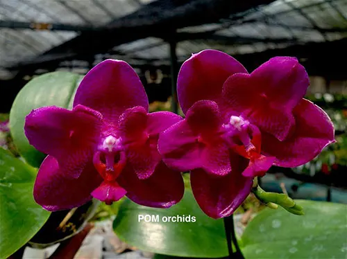Phalaenopsis Mituo King 'Big Pink' peloric