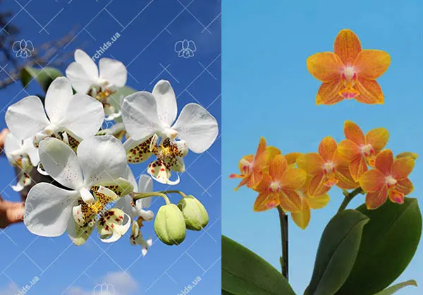 Phalaenopsis I-Hsin Samuel (stuartiana x I-Hsin Banana Dream)