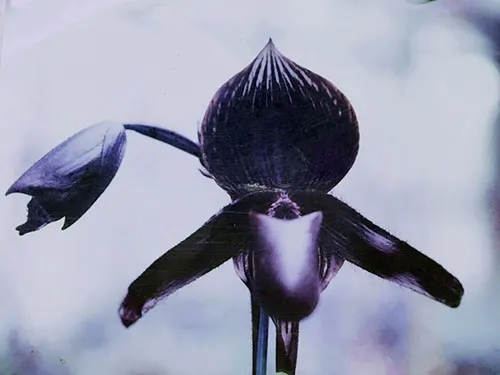 Paphiopedilum rothschildianum x Red Shift