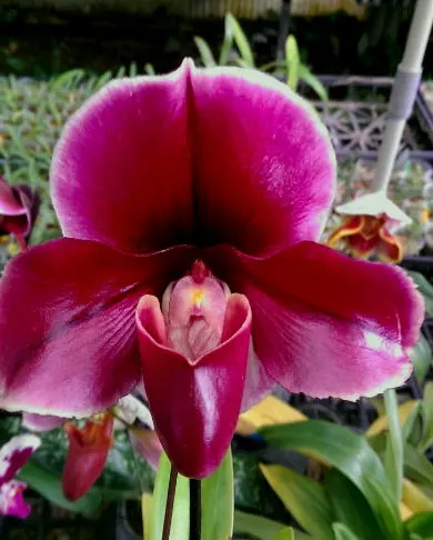 Paphiopedilum (Incharm Circle x Enzan Winston's Vale) x Red Shift