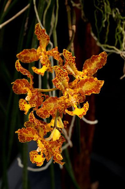Oncidium stacyi