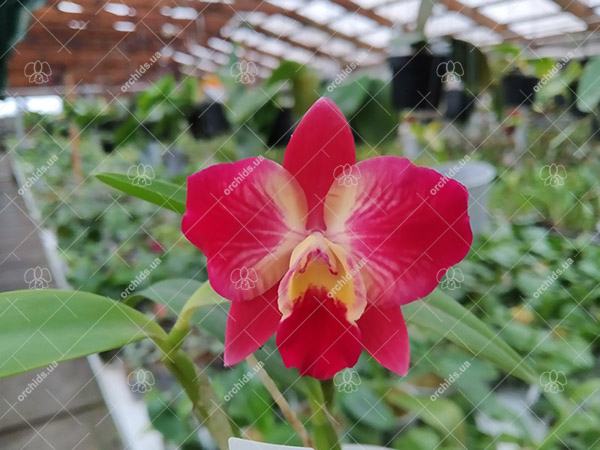 Sophrolaeliocattleya Cosmic Dekite