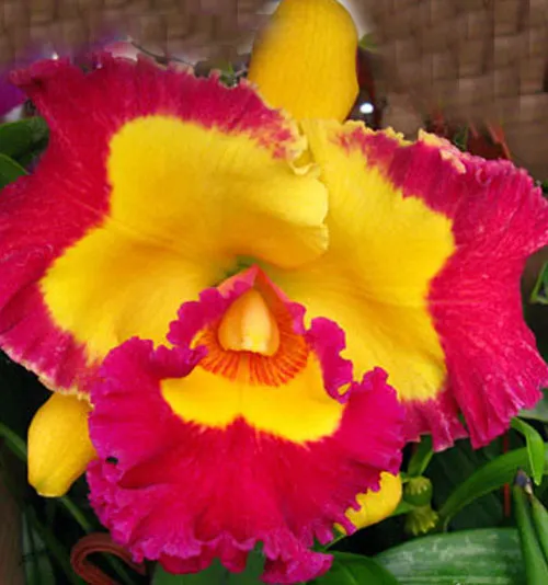 Rhyncholaeliocattleya Village Chief Rose