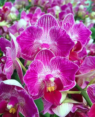 Phalaenopsis (King Shian Stripes x Sogo Vivien)