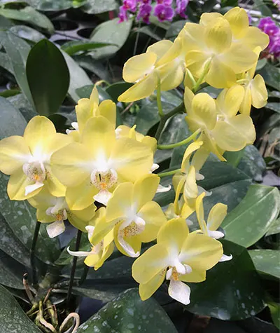 Phalaenopsis stuartiana x Brother Stages