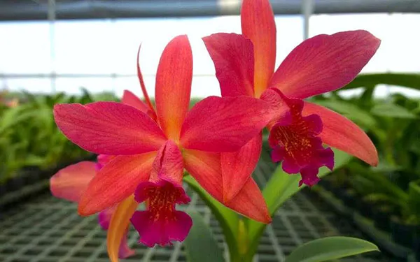 Potinara Tzeng-Wen Free (Pot. Free Spirit x Blc. Tzeng-Wen Beauty)