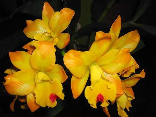 Sophrolaeliocattleya Little Fairy 'Little Fairy'