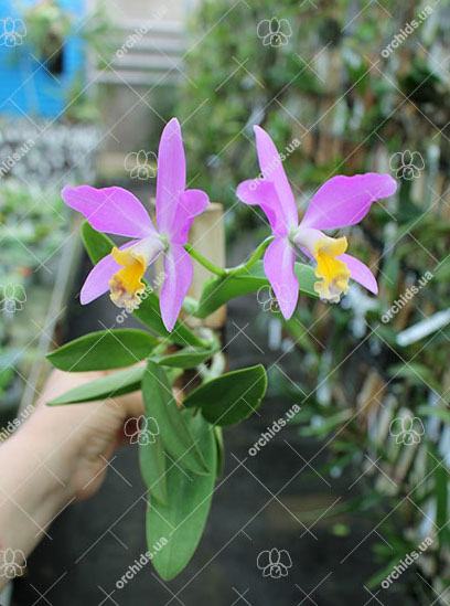 Cattlianthe Tiny Treasure 'Star Amethyst'