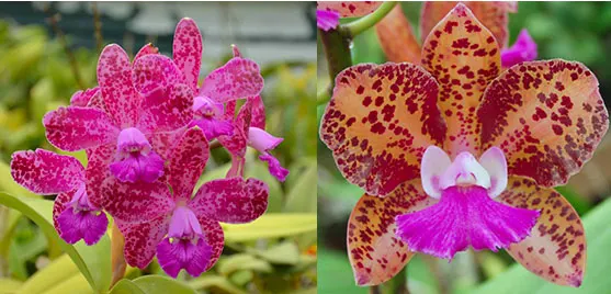 Cattleya Exotic's Plum Leopard 'SVO' x Mark Jones 'Lance'