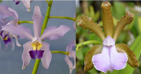 Cattleya Becky Culver (Loddiglossa coerulea 'SVO' x bicolor coerulea 'SVO')
