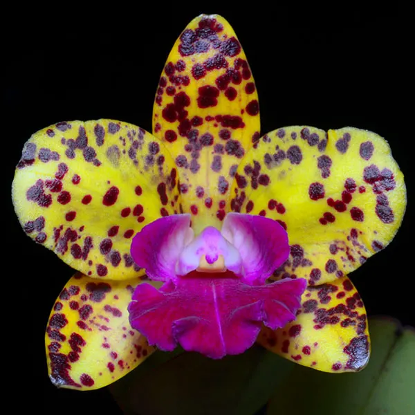 Brassolaeliocattleya Sun Spots 'SVO Best' x Sophrolaeliocattleya Katherine Clarkson 'SVO'