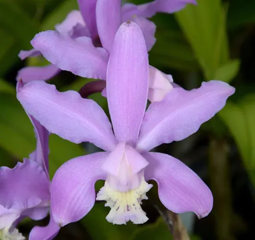 Cattleya kerrii 'Pink Leprechaun' x self