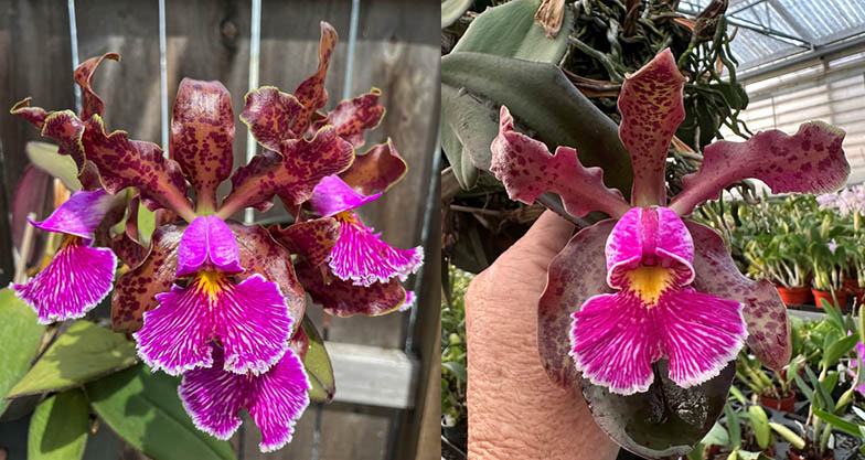 Cattleya schilleriana 'SVO II' AM/AOS x schilleriana 'Afri' SVO/JOGA