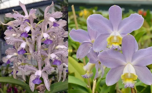 Cattleya Leoloddiglossa 'SVO Speckled Blue' x loddigesii coerulea 'Blue Sky'