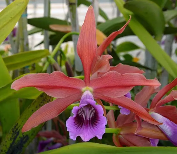 Laelia tenebrosa 'Boa Forma Negro' x tenebrosa 'None Darker'