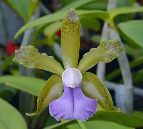 Cattleya Poseidon Lake (bicolor coerulea 'SVO' x Leoloddiglossa 'SVO Speckled Blue')
