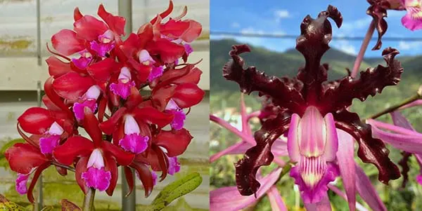Laeliocattleya Summerland Girl 'Orchidglade' x Schomburgkia schultzei 'Old Sherry'