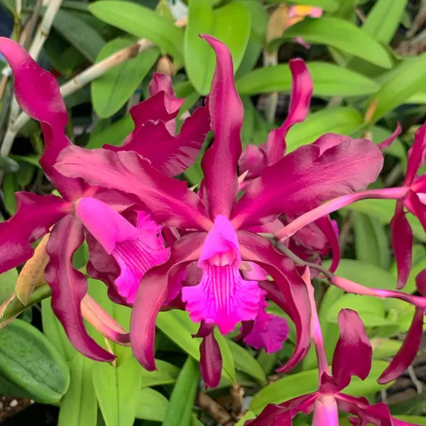 Laeliocattleya Summerland Girl 'Orchidglade' x Schomburgkia schultzei 'Old Sherry'