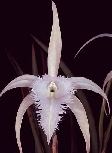 Brassavola George Tyler 'Diamond Orchids' x Brassavola digbyana 'Shamrock'