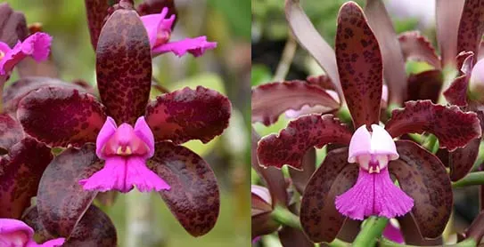 Cattleya leopoldii 'SVO Prince' x leopoldii 'Paul'