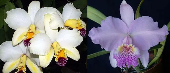 Laeliocattleya Tokyo Magic 'Hihimanu' x Cattleya lueddemanniana 'Arthur Chadwick'