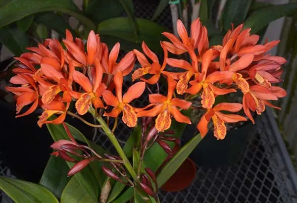 Epicattleya Magic Wand (Epc. Kyoguchi 'Peter's Pick' x Lc. Trick or Treat 'Orange Magic' AM/AOS)